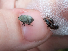 Lepyronia quadrangularis