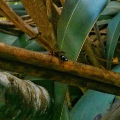 Ichneumon promissorius