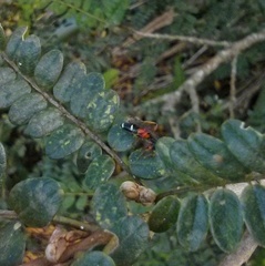 Ichneumon promissorius