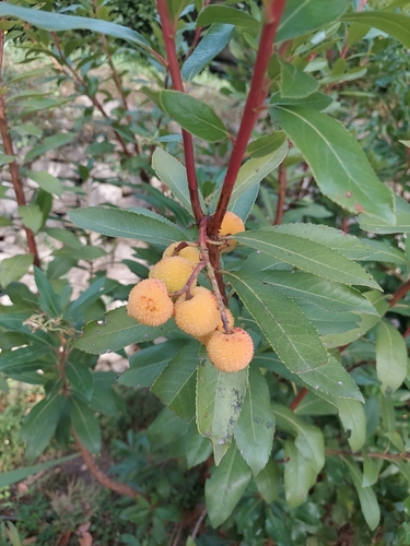 strawberry tree