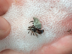 Lepyronia quadrangularis