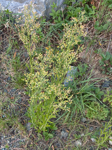 tropical horseweed