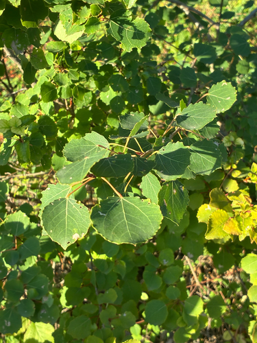 European aspen