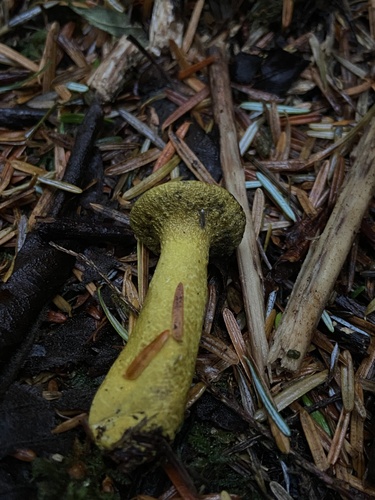Yellow-green Russula Mold