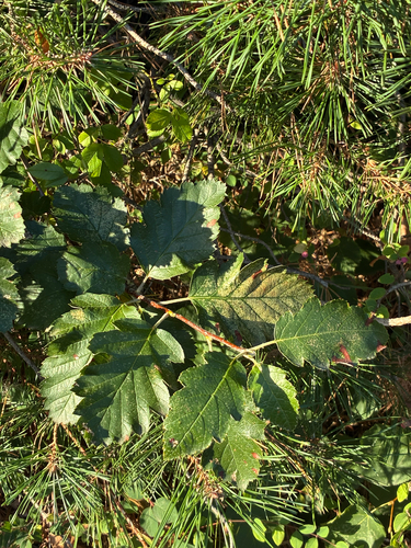Swedish Whitebeam