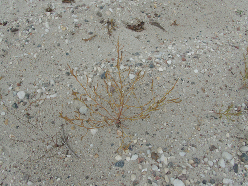 Hairy Bugseed