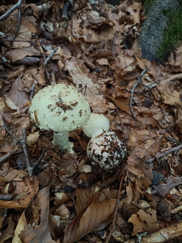 False Death-cap