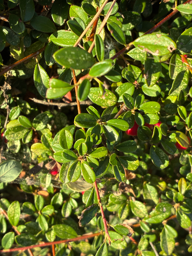 Bearberry Cotoneaster