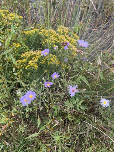 New York aster