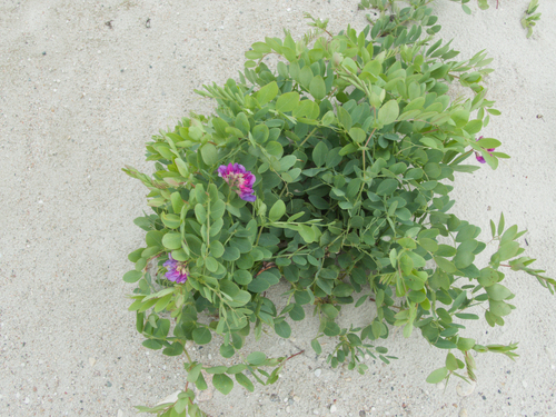 seaside pea