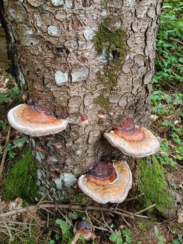 Red-banded Polypore