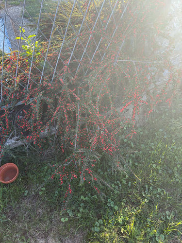 Wall cotoneaster