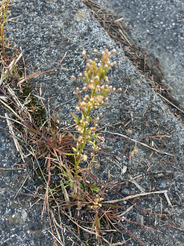 horseweed