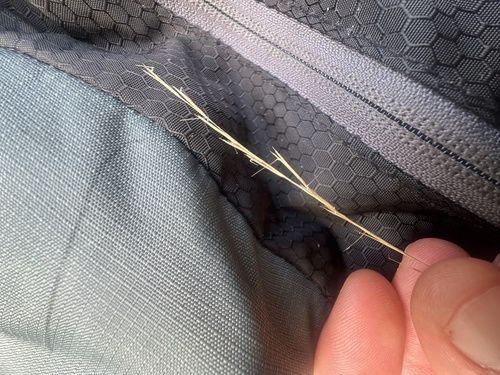 Aristida dichotoma, 2026-09-20