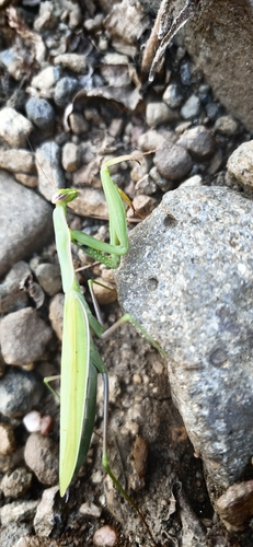 European Mantis