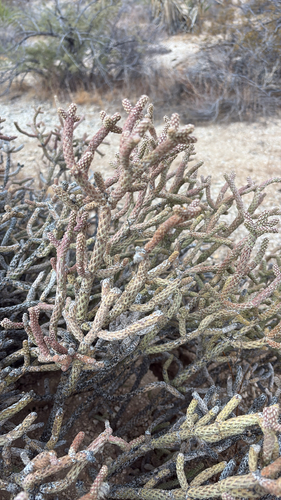 Branched Pencil Cholla