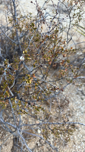 Creosote Bush