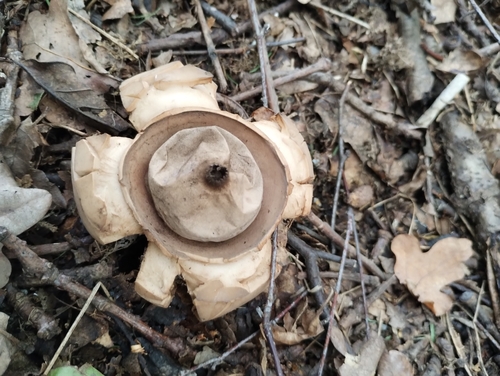 Collared Earthstar