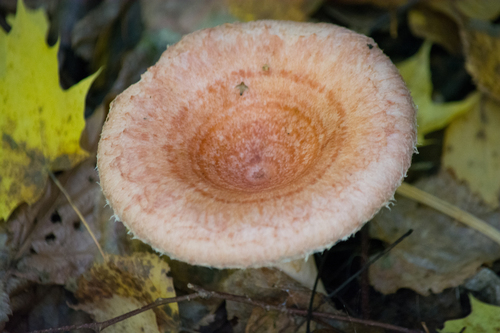Woolly Milkcap