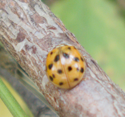 Asian Lady Beetle