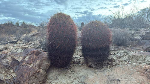 California Barrel Cactus