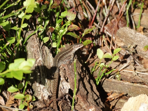 Viviparous Lizard