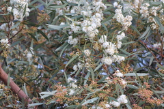 Eucalyptus gracilis
