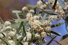 Eucalyptus gracilis