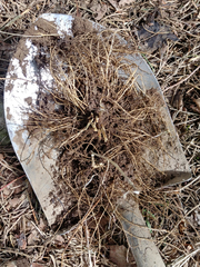 Vincetoxicum rossicum