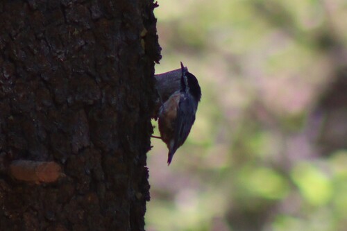 Red-breasted Nuthatch