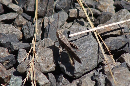 Crackling Forest Grasshopper