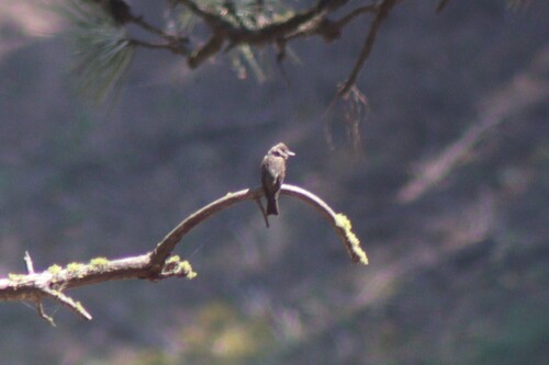Western Wood-Pewee