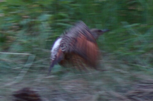 Northern Red-shafted Flicker