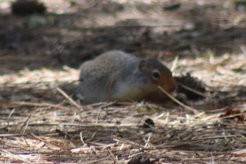 Columbian Ground Squirrel