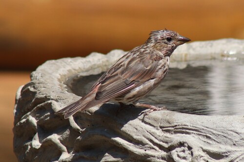 Cassin's Finch