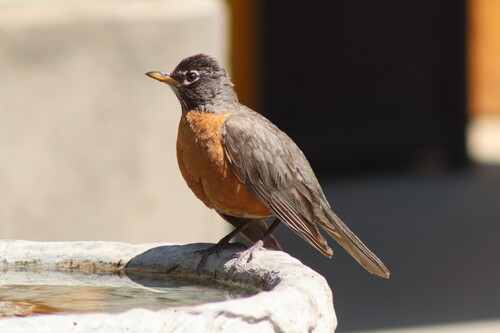 Western Robin