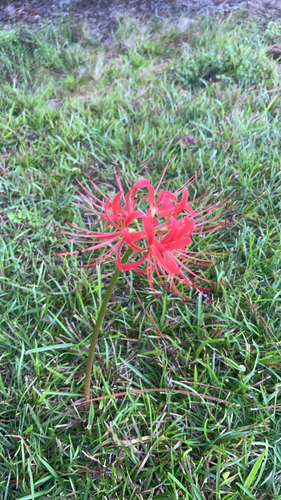 red spider lily