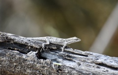 Anolis litoralis