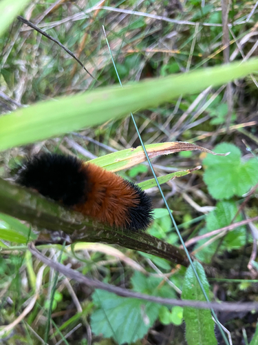 Isabella Tiger Moth