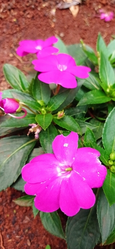 New Guinea Impatiens