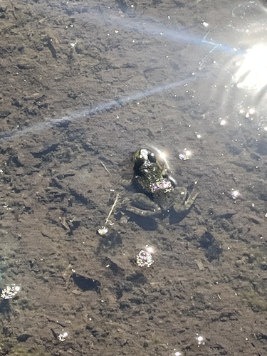 American Bullfrog