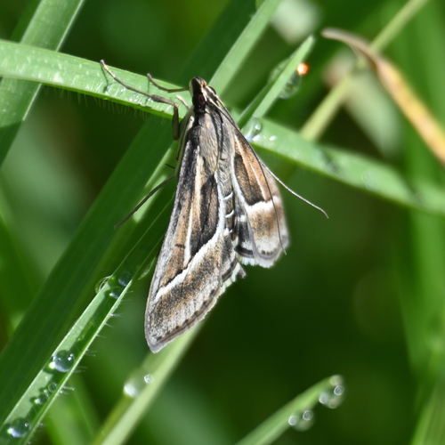 Omiodes continuatalis observed 2026-09-18