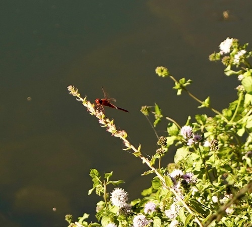 Broad Scarlet