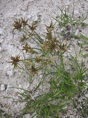 Cyperus flavescens