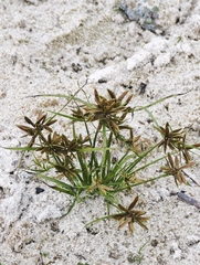 (c) Igor Balashov, some rights reserved (CC BY) Cyperus flavescens, photograph (c) Igor Balashov, some rights reserved (CC BY)