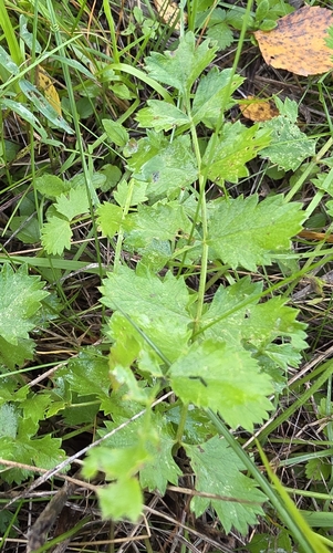 Burnet-saxifrage