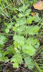 Pimpinella saxifraga, photograph (c) Ron de Goede, some rights reserved (CC BY)
