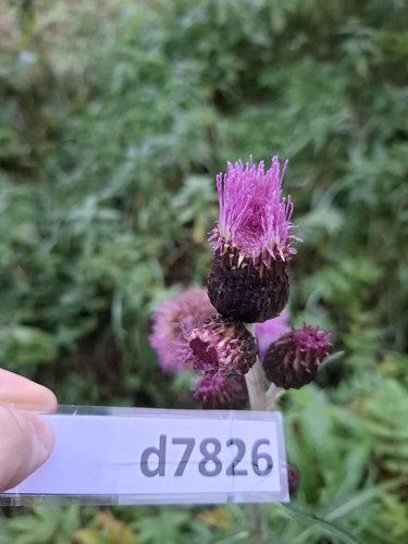 Melancholy Thistle