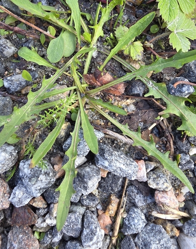Autumn Hawkbit