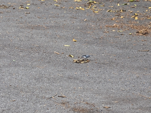 White-breasted Nuthatch